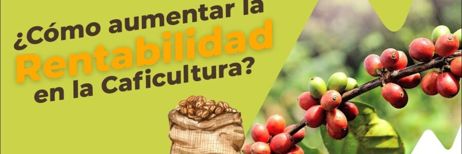 ¿Cómo Aumentar la Rentabilidad en la Caficultura?